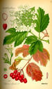 Viburnum_opulus_bd4_tafel_095