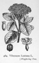 Viburnum_lantana_1924