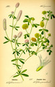 Trifolium_campestris_bd3_tafel_114