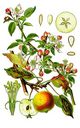 374px-cleaned-illustration_malus_domestica