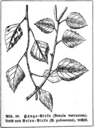 Betula_pubescens