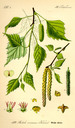 Betula_pendula_bd2_tafel_006