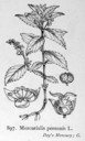 Mercurialis_perennis_1924