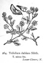 Trifolium_dubium_1924