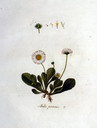 Bellis_perennis