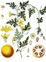 Citrullus_colocynthia