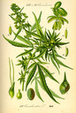 Cannabis_sativa_bd2_tafel_025