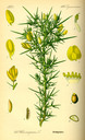 Ulex_europaeus_bd3_tafel_108