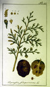 Cupressus_sempervirens_krauss1796