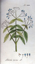 Lawsonia_inermis_ypey-1813