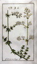 Galium_mogullo_kraus1796