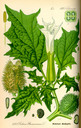 Datura_stramonium_bd4_tafel_032