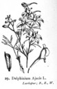 Delphinium_ajacis_fitch