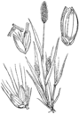 Setaria_viridis