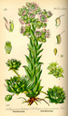 Sempervivum_tectorum_bd3_tafel_034