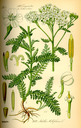 Achillea_millefolium_bd4_tafel_121