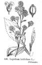 Lepidium_latifolium