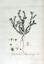 Filago_arvensis_batava1814