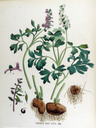 Corydalis_cava_1877