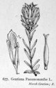 Gentiana_pneumonanthe