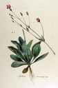 Silene_coronaria_batava-1865