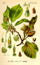 Fagus_sylvatica_bd2_tafel_002