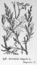 Artemisia_vulgaris