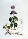 Mentha_aquatica_batava1814