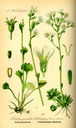 Saxifraga_granulata_bd3_tafel_035