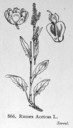 Rumex_acetosa