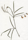 Lathyrus_linifolius_var_linifolius_herbar