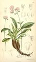 Nardostachys_grandiflora