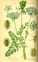 Daucus_carota_bd3_tafel_070