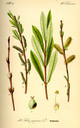 Salix_purpurea_bd2_tafel_012