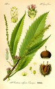 Castanea_sativa_bd2_tafel_001