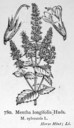 Mentha_longifolia