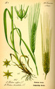 Hordeum_vulgare_bd1_tafel_050